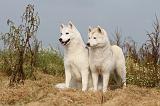SIBERIAN HUSKY 114